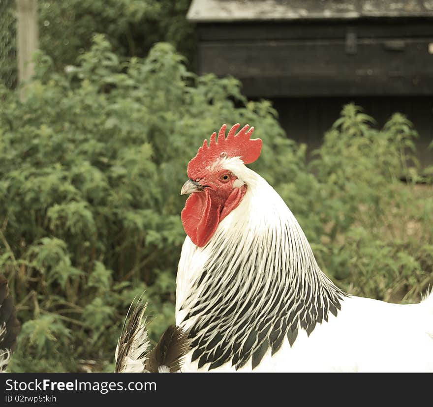 Black and white cockerel in a farm setting. Black and white cockerel in a farm setting.