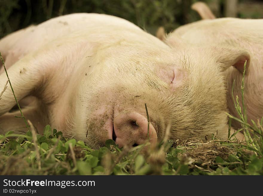 Sleeping Piglets