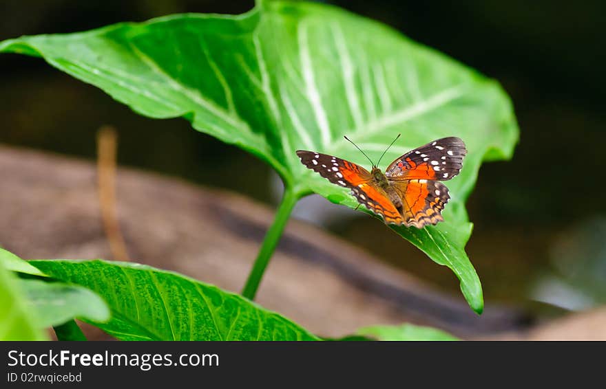 Butterfly on a green leef. Butterfly on a green leef