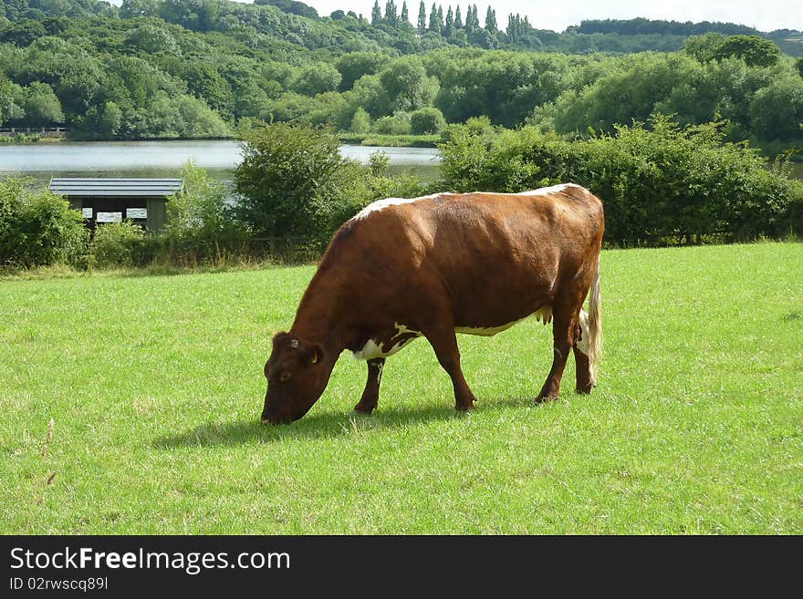 Brown and white dairy cow grazes in farmers field