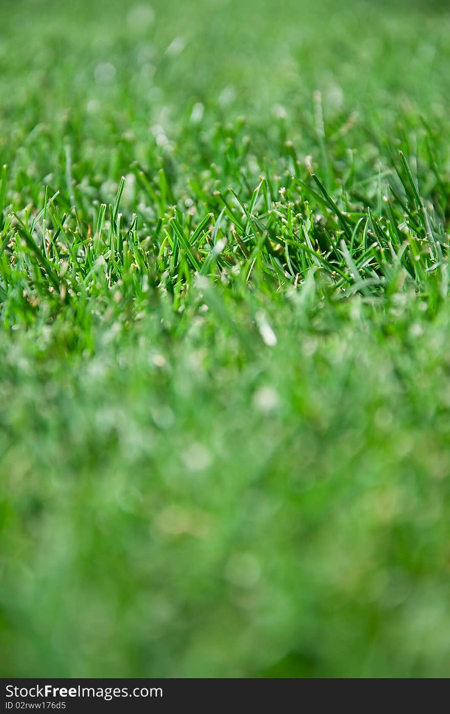 Texture of freshly cut grass