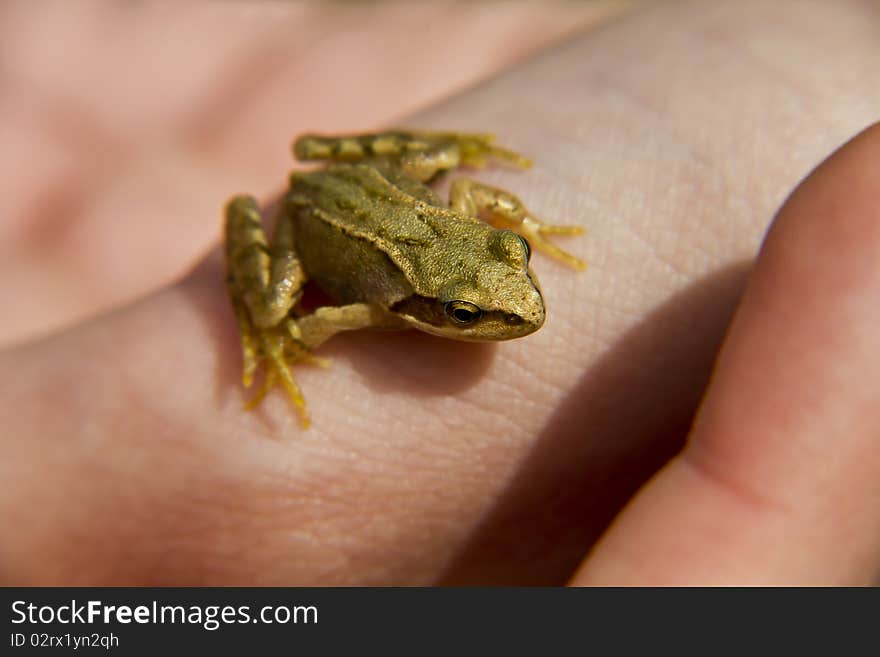 A Frog In The Hand