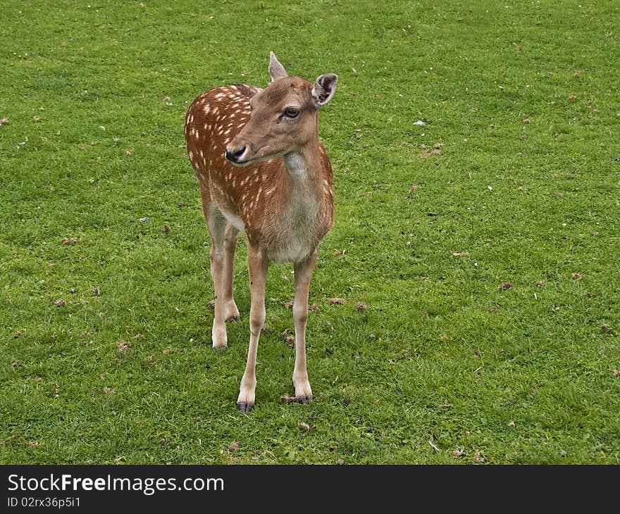 A cute young Fallow deer pausing between feeding