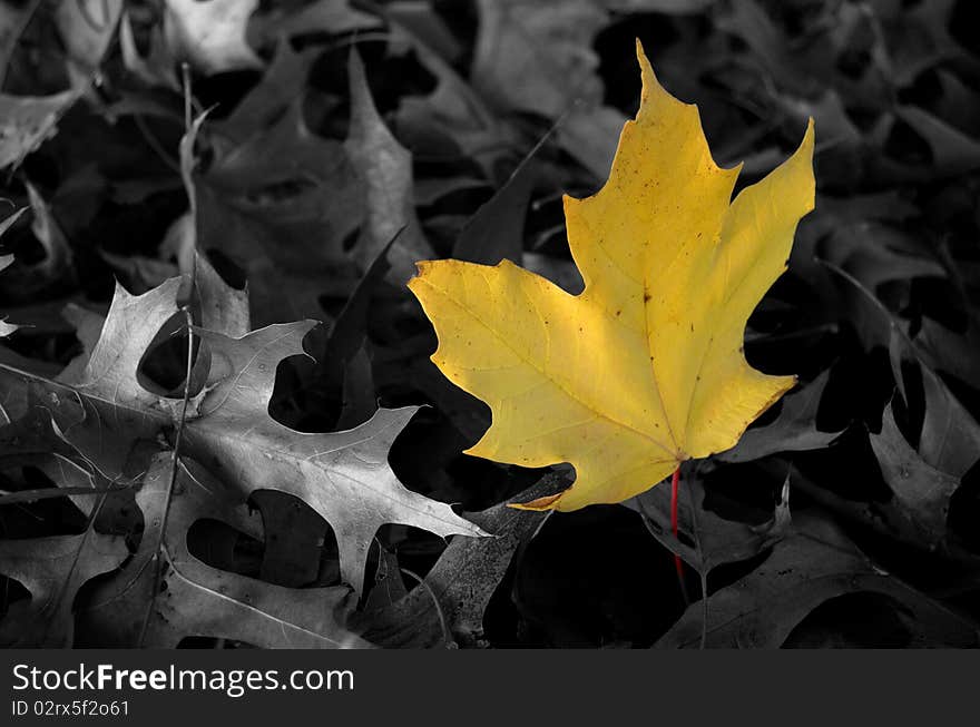 Leaf standing alone among fallen leaves. Leaf standing alone among fallen leaves.