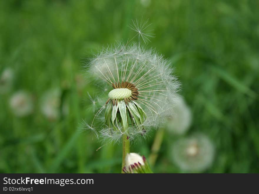 Dandelion on which the fuzz has clung