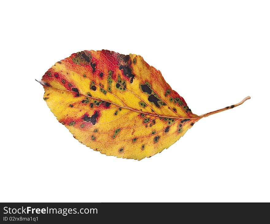 Mottled red and yellow leaf of flowering pear tree in Fall. White background. Mottled red and yellow leaf of flowering pear tree in Fall. White background.