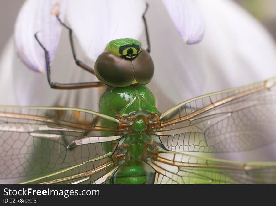 Close up of wings on a common green darner. Close up of wings on a common green darner