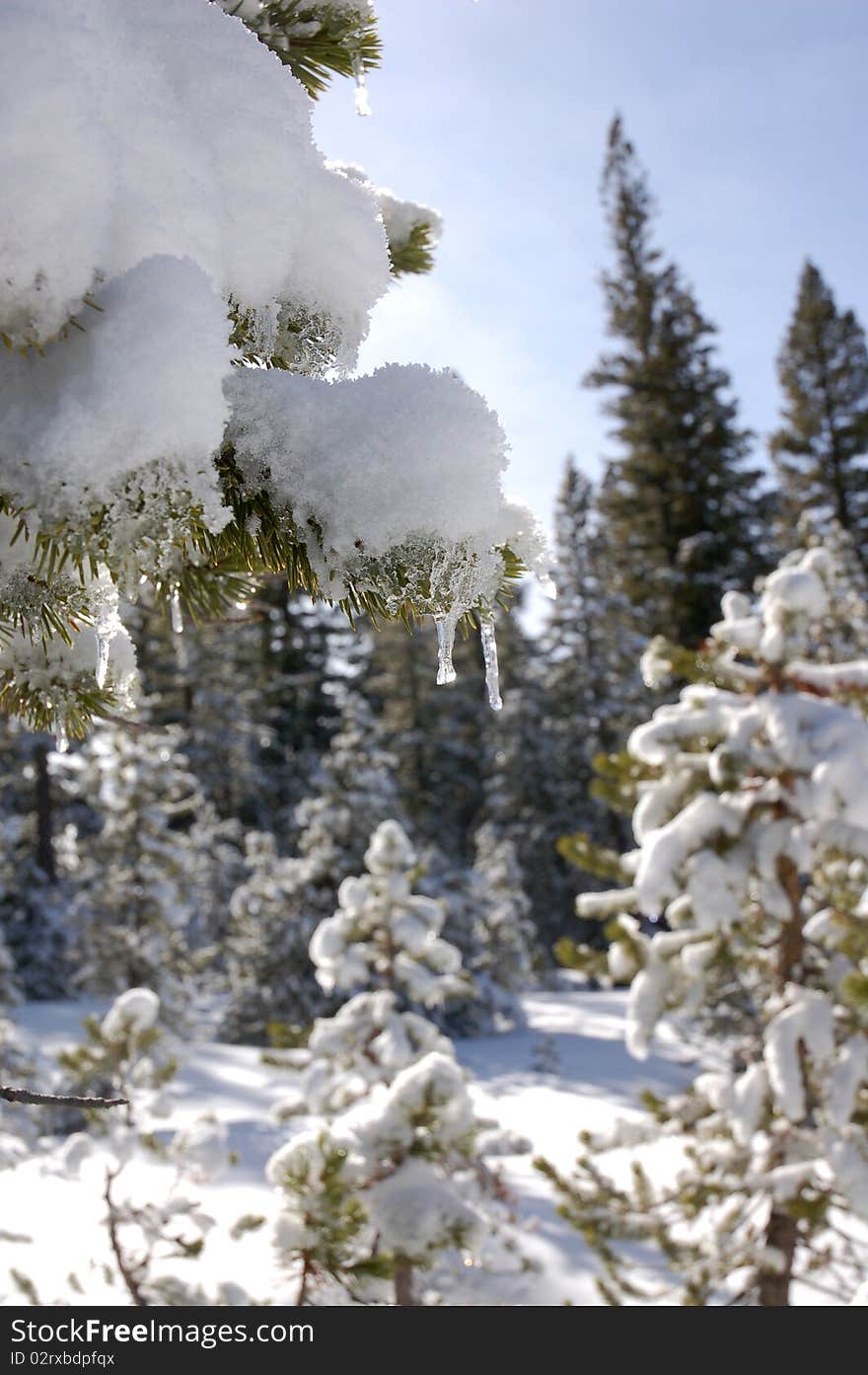 Fresh snow in Mammoth Lakes area of the High Sierras, California. Fresh snow in Mammoth Lakes area of the High Sierras, California.