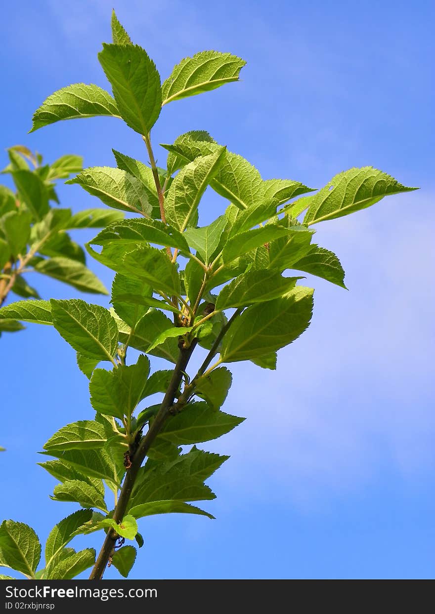 Apple Tree