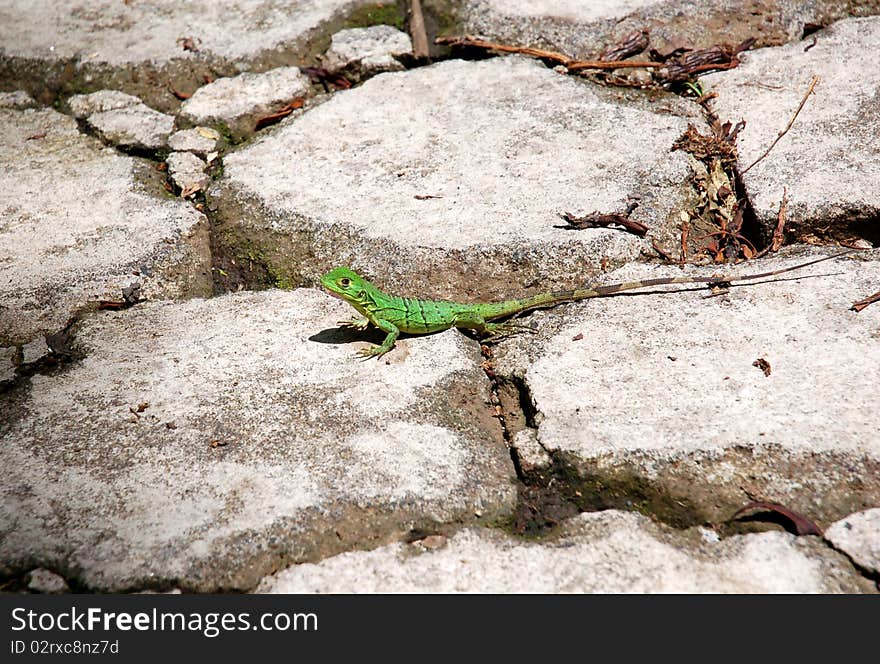 Green Lizard In Nicaragua