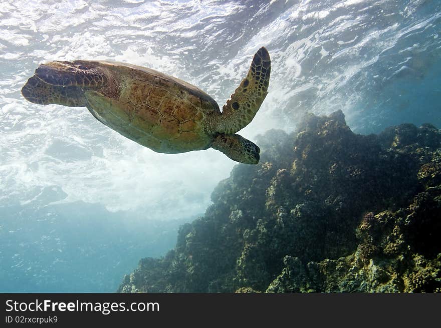 A green sea turtle returns from the surface to look for more quieter waters