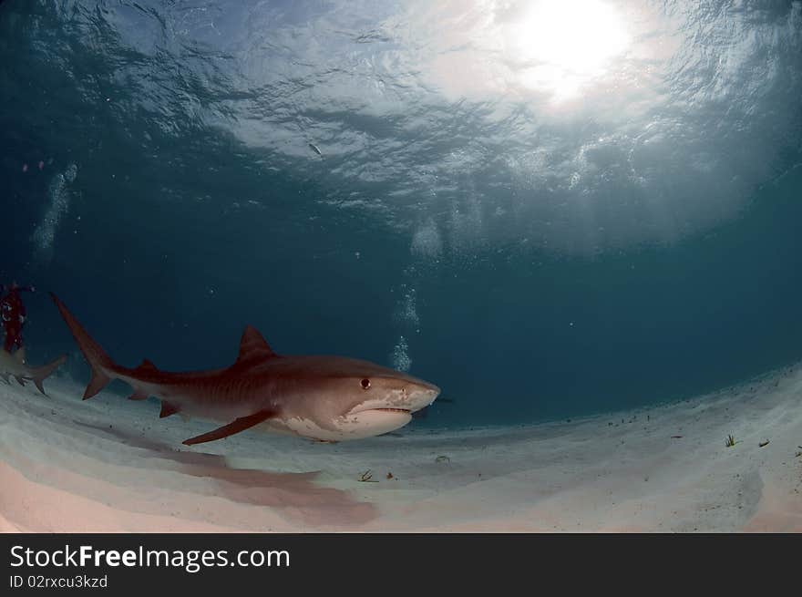 A tiger shark prowling the sandy bottom of the Bahamas