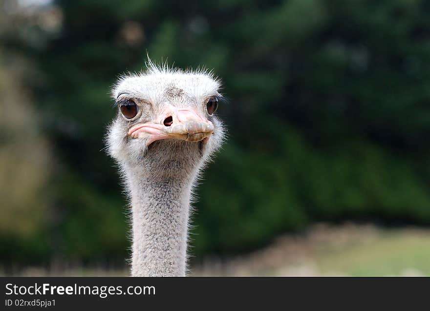 Inquisitive Ostrich