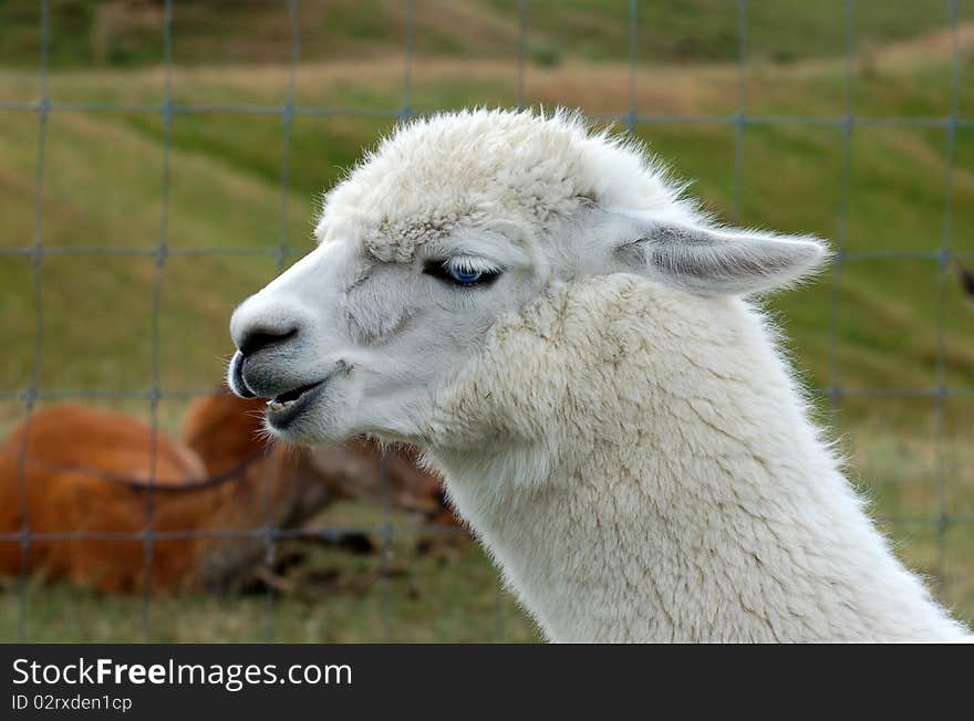 Beautiful blue-eyed Alpaca at Agrodome Organic Farm, Rotorua, New Zealand. Beautiful blue-eyed Alpaca at Agrodome Organic Farm, Rotorua, New Zealand