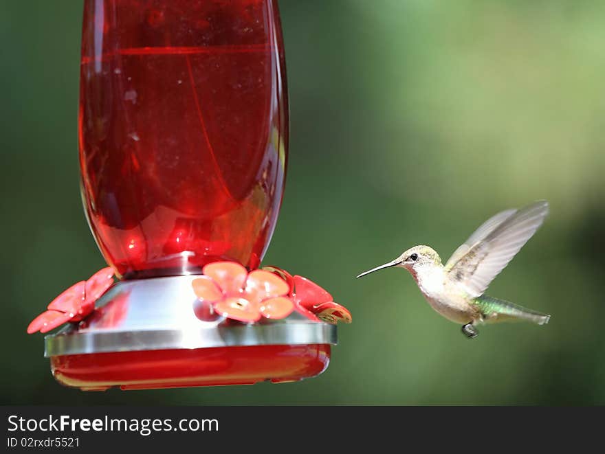 A Hummingbird Mid-flight By The Feeder