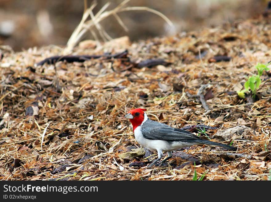 Red head bird