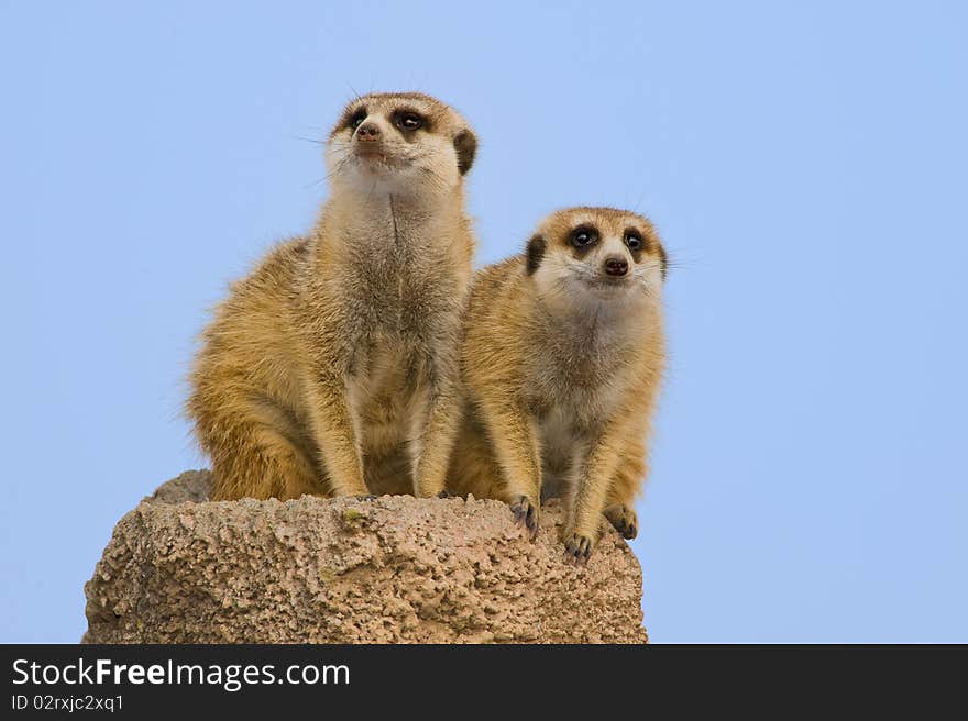 Two suricatas on a rock, against the sky. Two suricatas on a rock, against the sky.