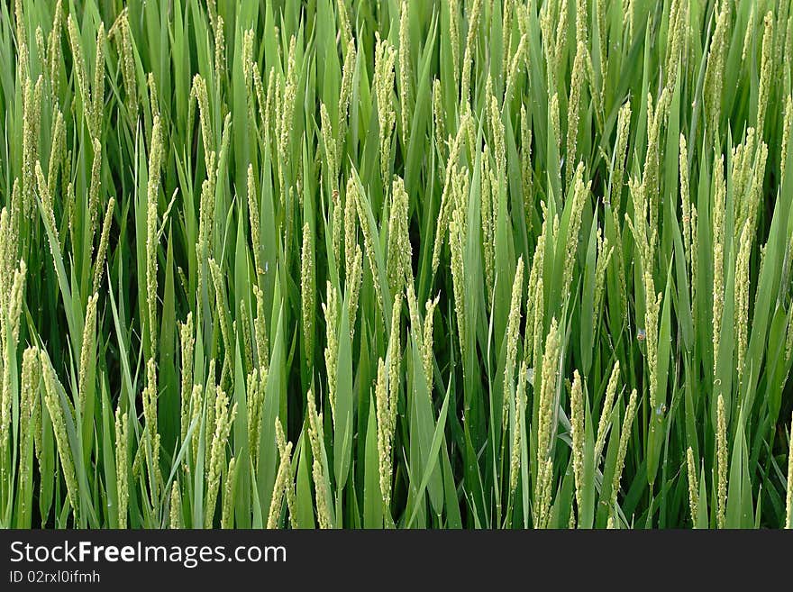 Agriculture, Rice