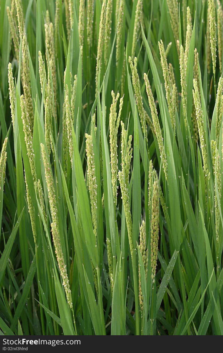 Agriculture, rice