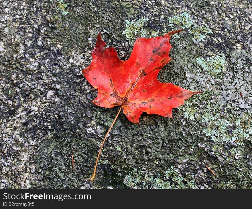 This picture was taken in Connecticut during the fall season. This picture was taken in Connecticut during the fall season