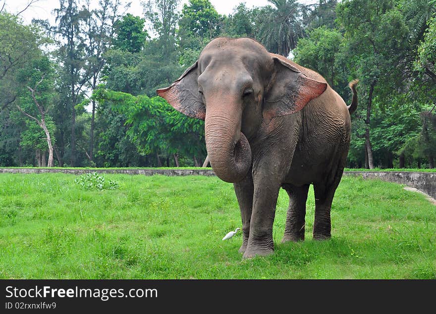 Indian elephant standing in safari. Indian elephant standing in safari