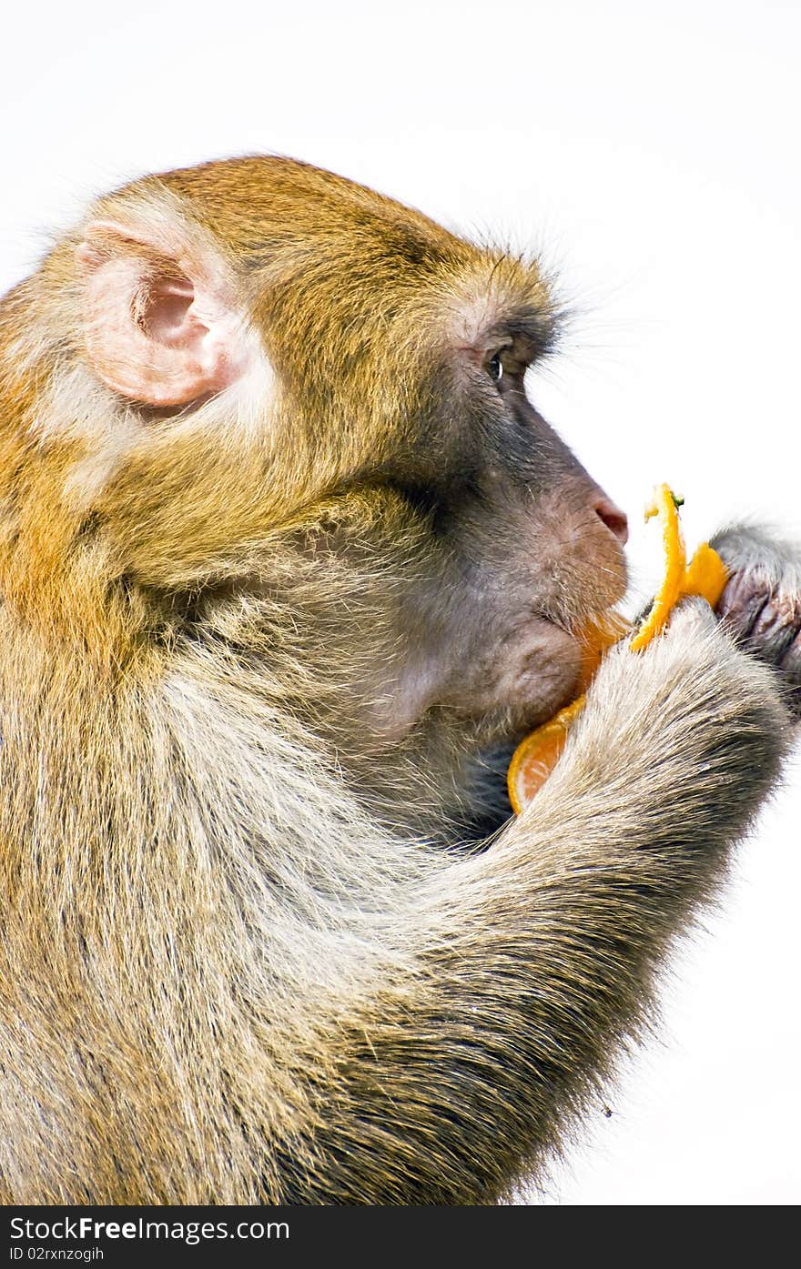 This monkey is enjoying an orange.