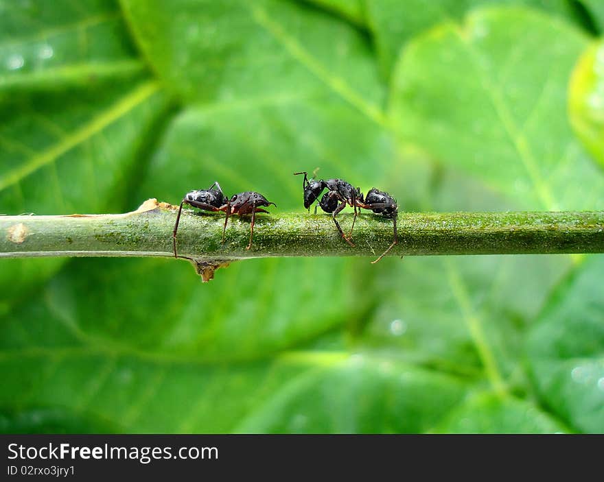 Two fighting ants