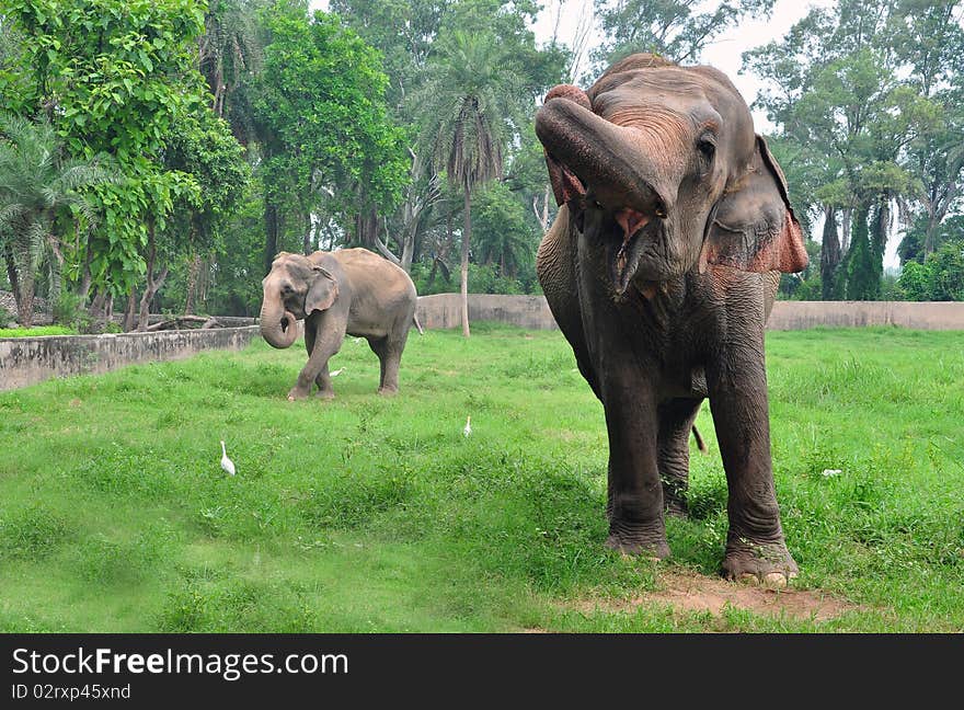 Indian elephants walking in safari