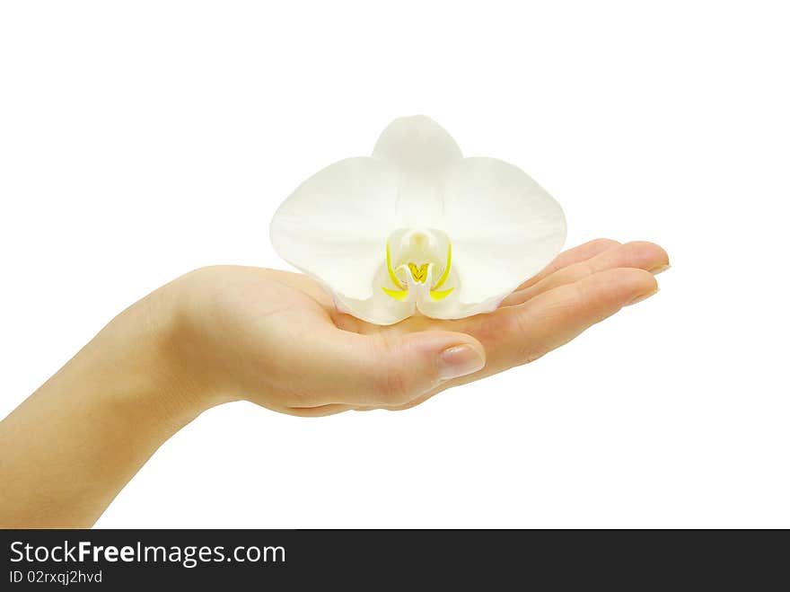 Hand and orchid over isolated white background