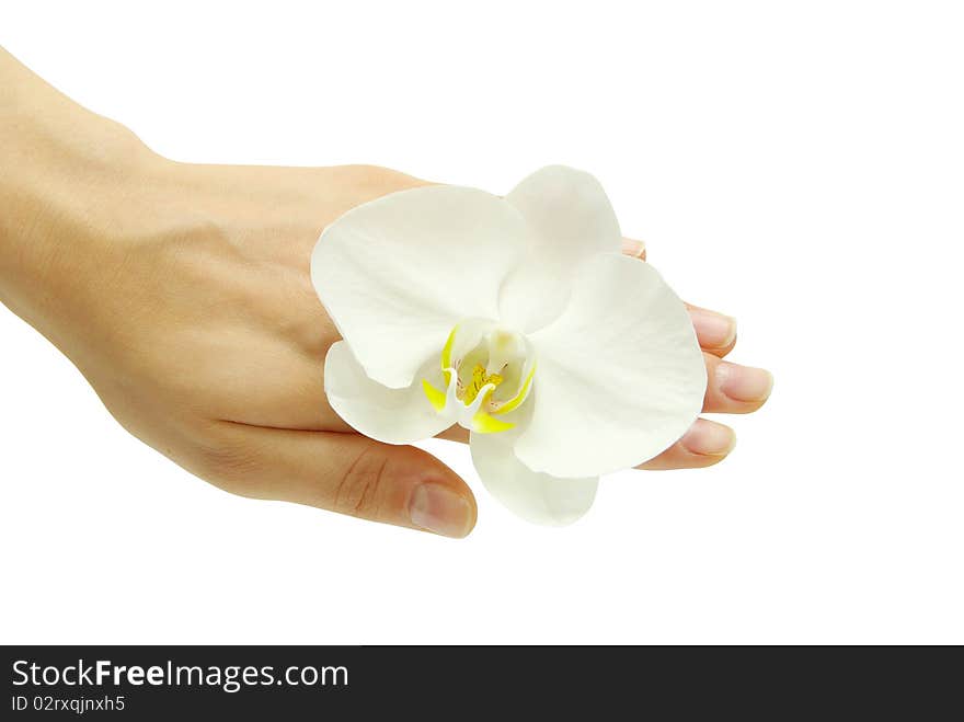 Hand and orchid over isolated white background. Hand and orchid over isolated white background