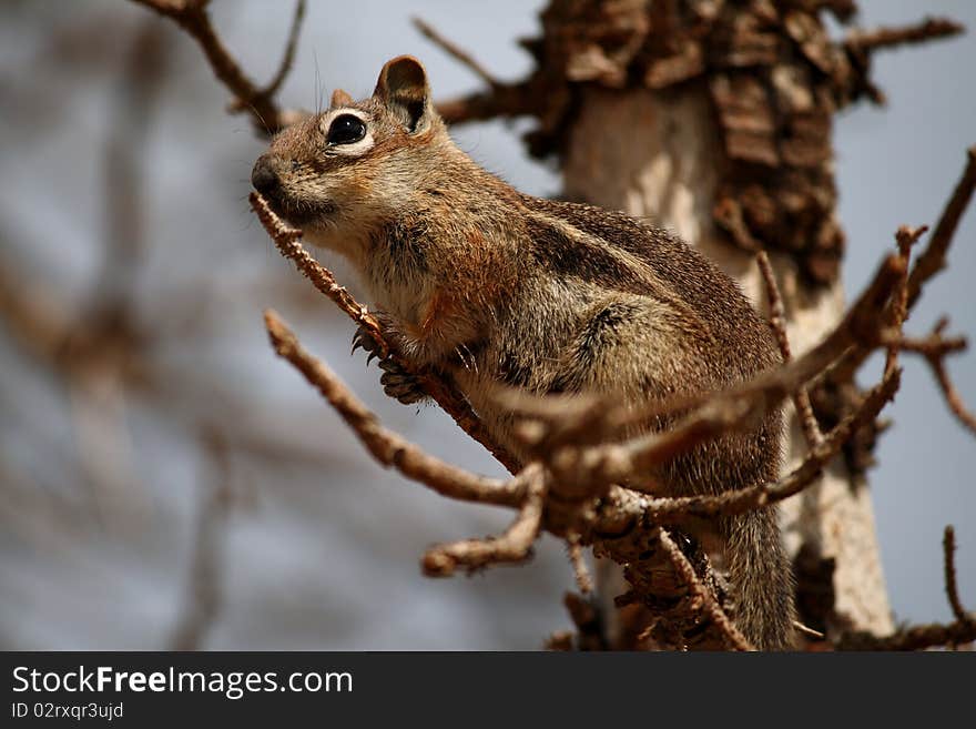 Golden-mantled Ground Squirrel