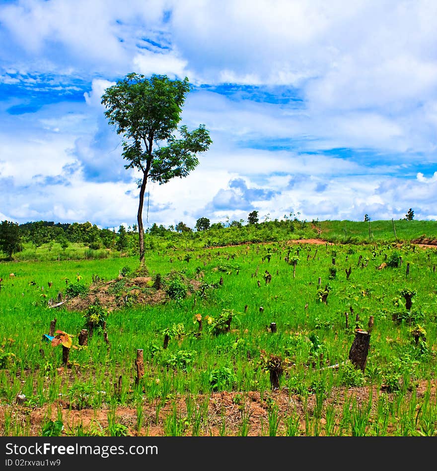 Summer landscape, possible use to background. Summer landscape, possible use to background