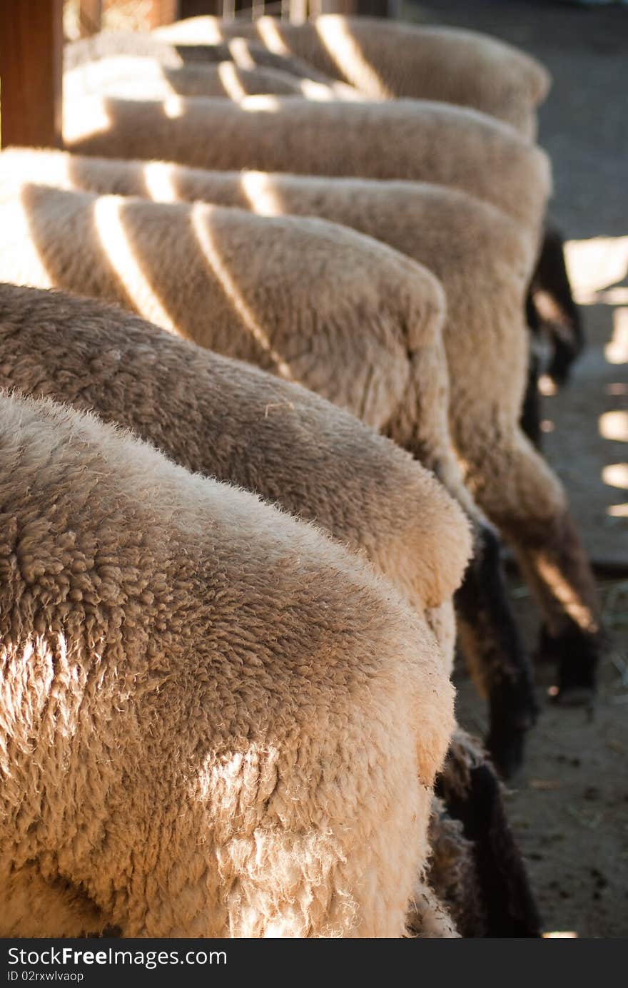 Sheep eating together at feeding time