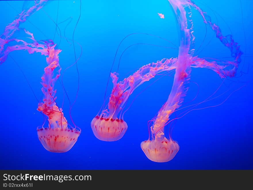 Jellyfish inside tank at Monterey Bay Aquarium. Jellyfish inside tank at Monterey Bay Aquarium