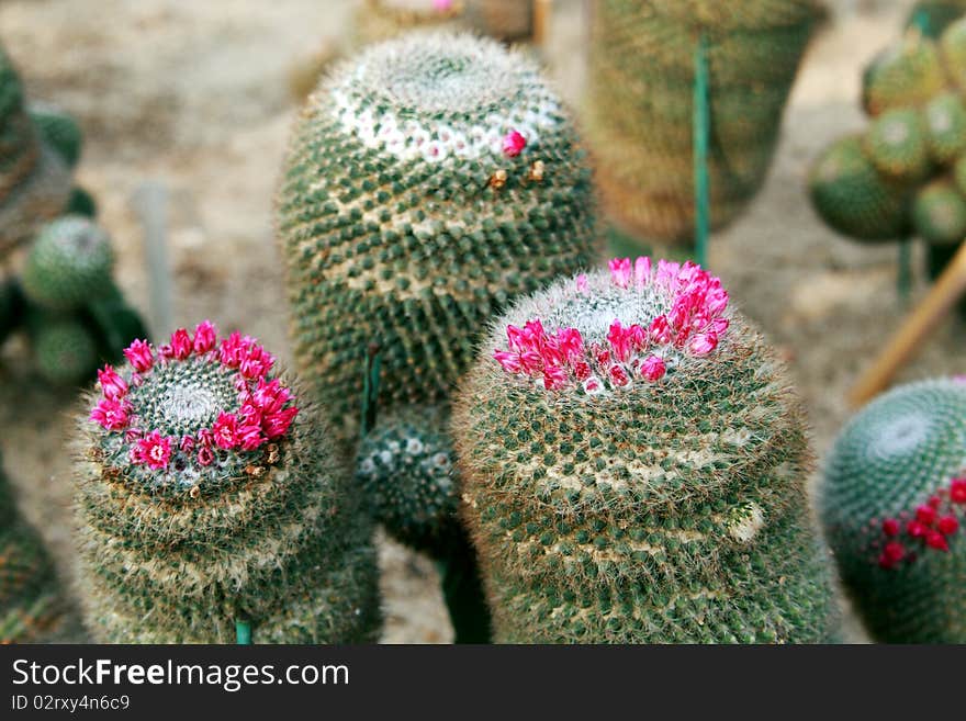 Green cactus with red top in the cultivation bowl ,it has lots of small long green stings.