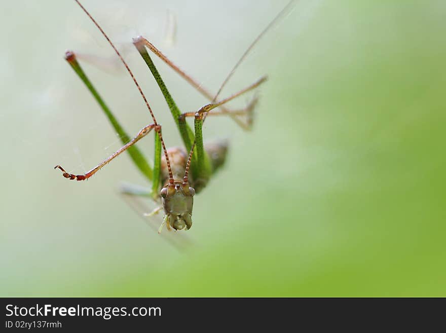 A grasshopper is caught in the web of a spider. A grasshopper is caught in the web of a spider.