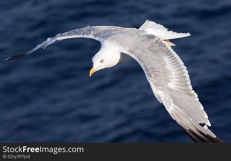 Beautiful white seagull flying over deep blue waves