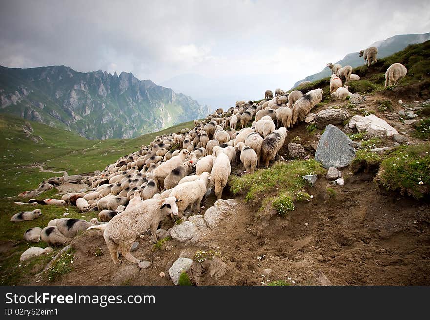 Herd of sheep in Bucegi