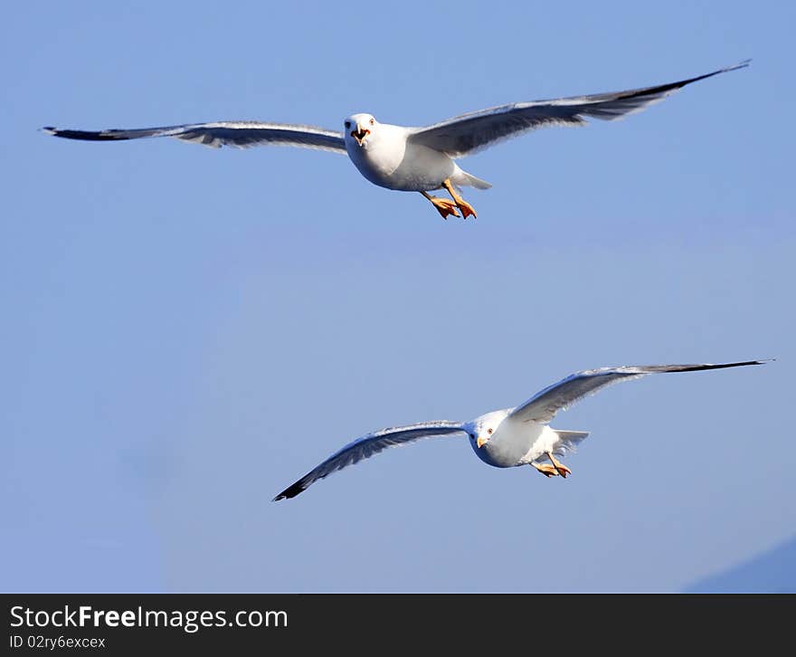 Beautiful white seagulls flying on blue sky