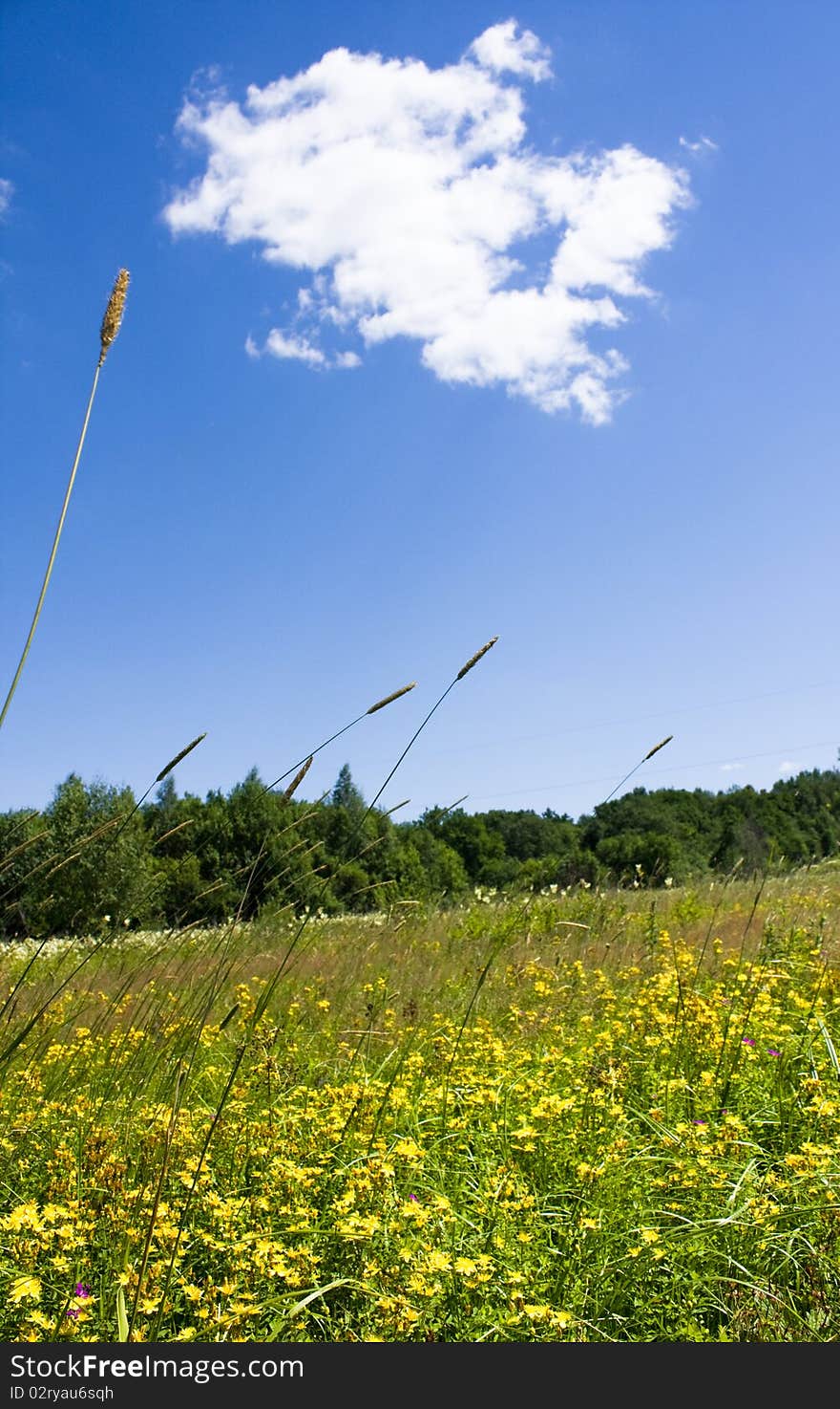 Summer landscape with blue sky and yellow flowers. Summer landscape with blue sky and yellow flowers.