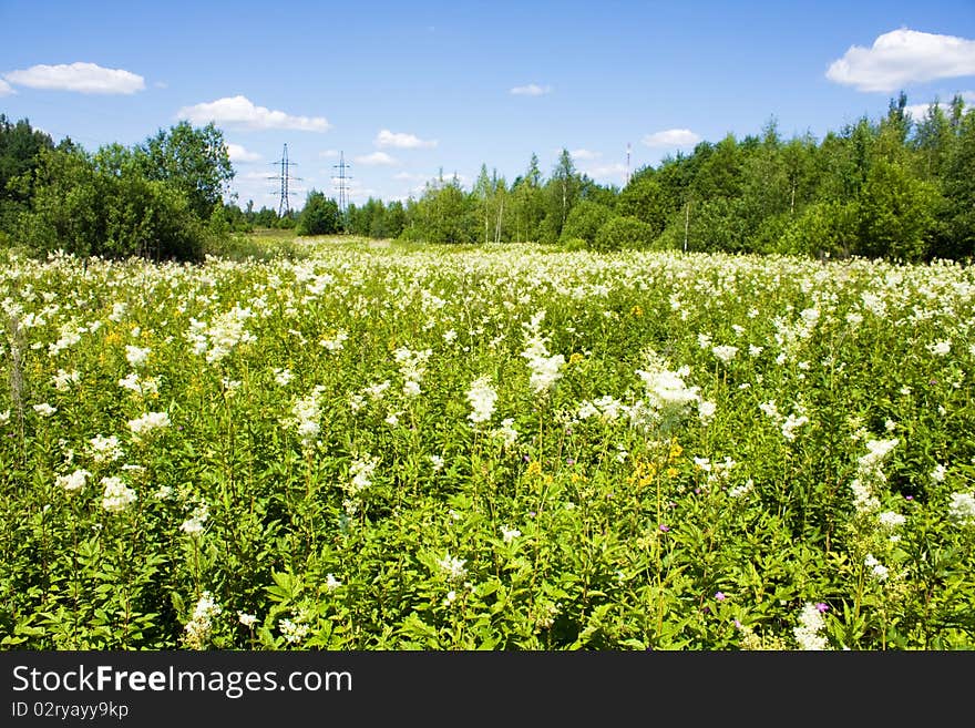 White-weed in summer landscape.