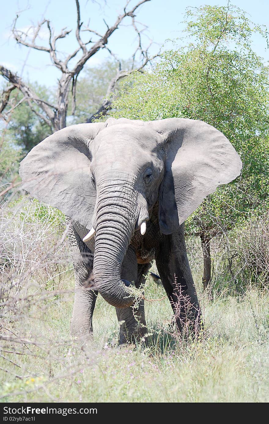 An elephant walking in the veld