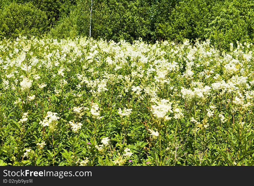 White-weed in summer landscape.