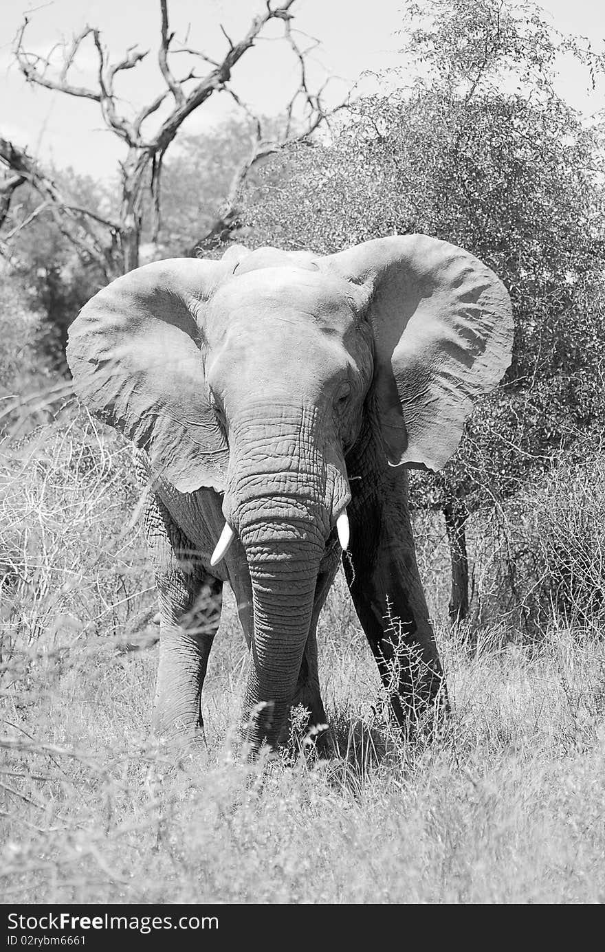 An elephant in black and white