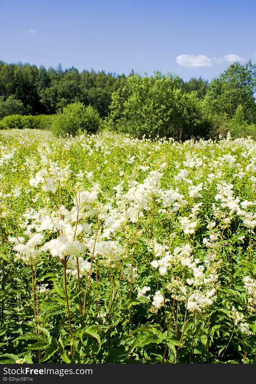 White-weed in summer landscape.