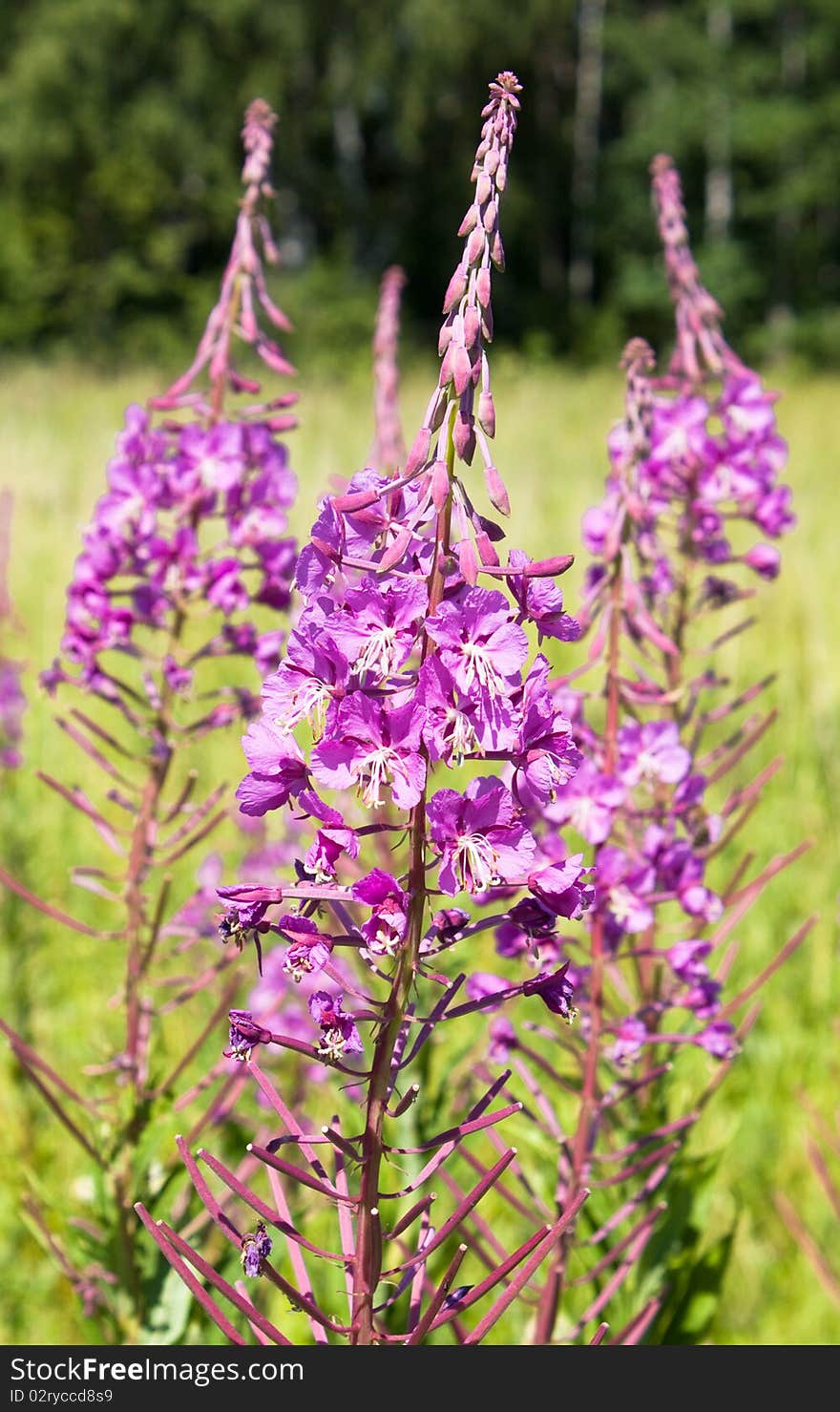 Fireweed flowers in the summer.