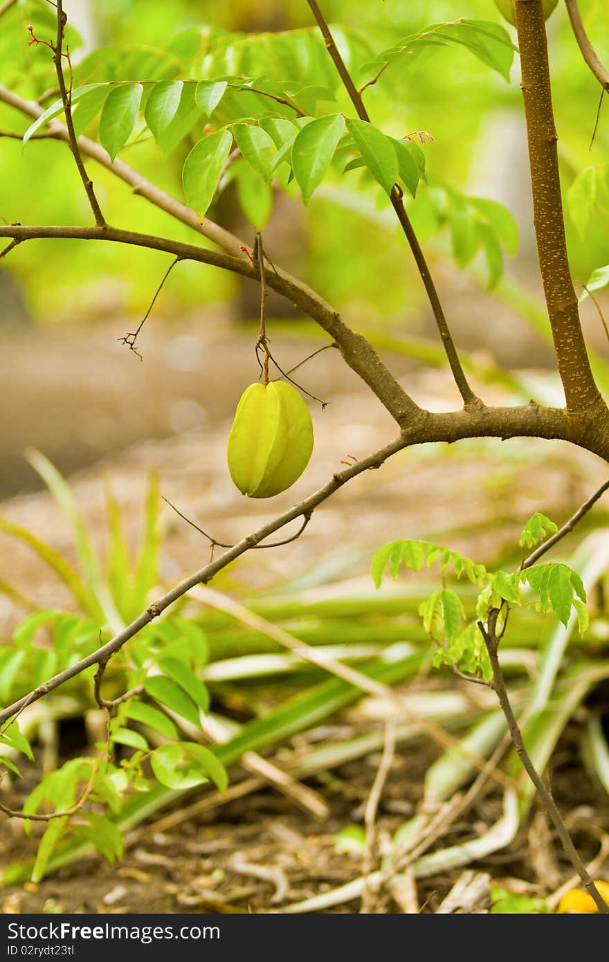 Star apple