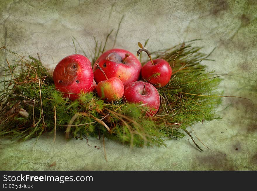 Rotten apples lie on green moss. Rotten apples lie on green moss