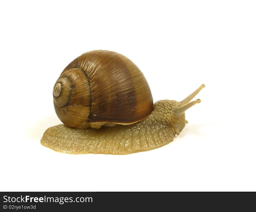 Grape snail on the white isolate background