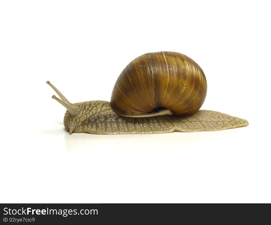 Grape snail on the white isolate background